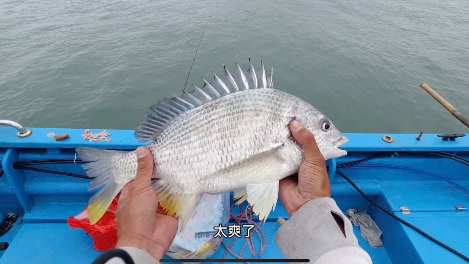 阿左钓到大黄刺还不开心,新手光环还能坚持多久?